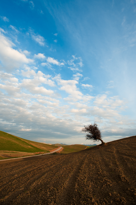 albero solitario C