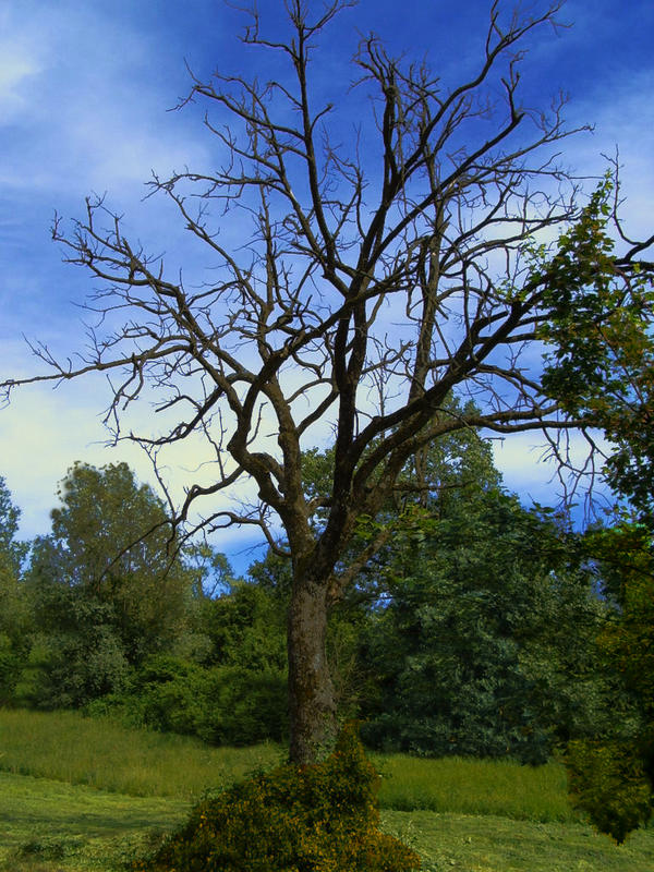 Albero Solitario