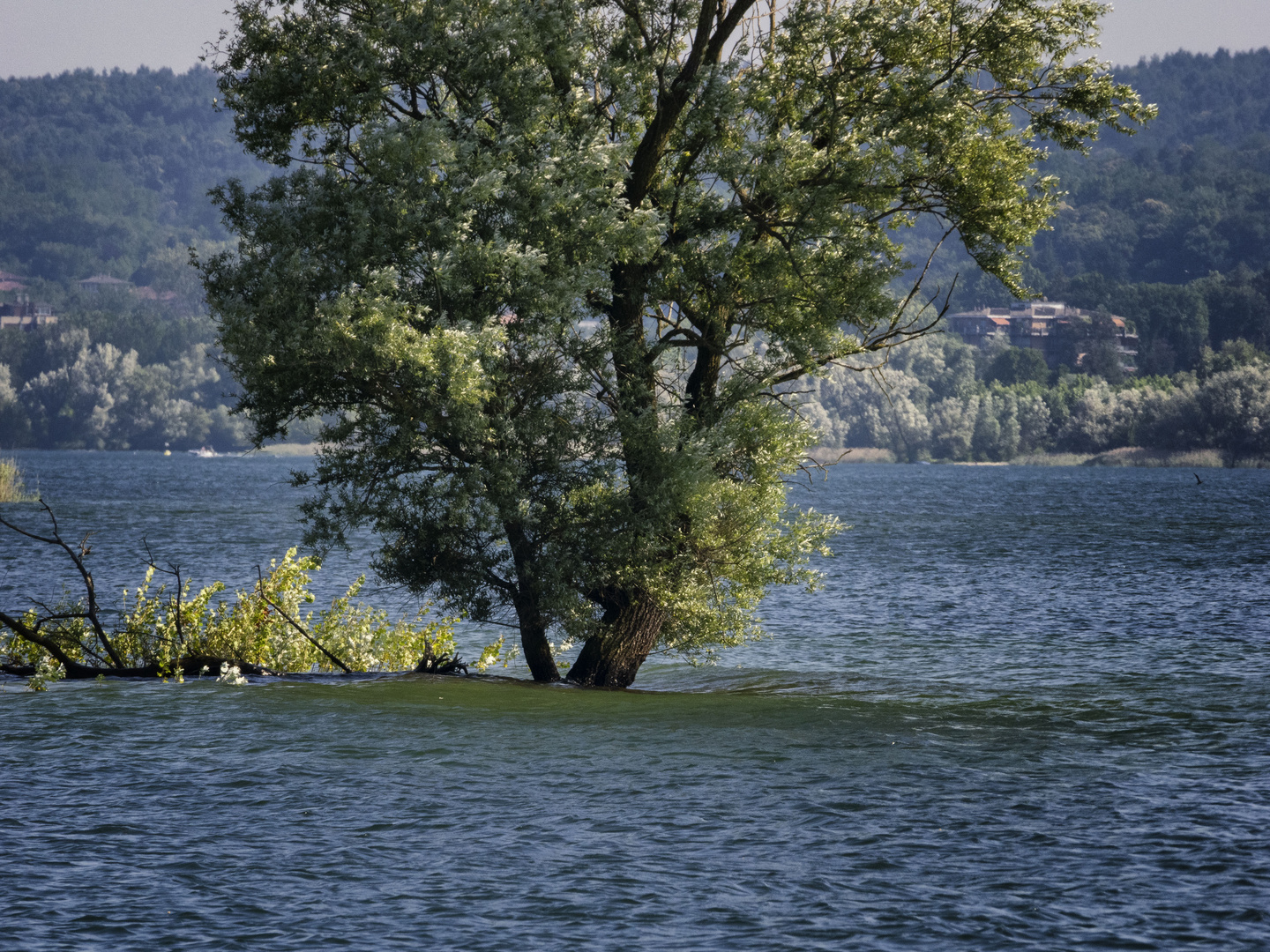 Albero sommerso