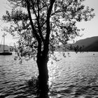 Albero sommerso