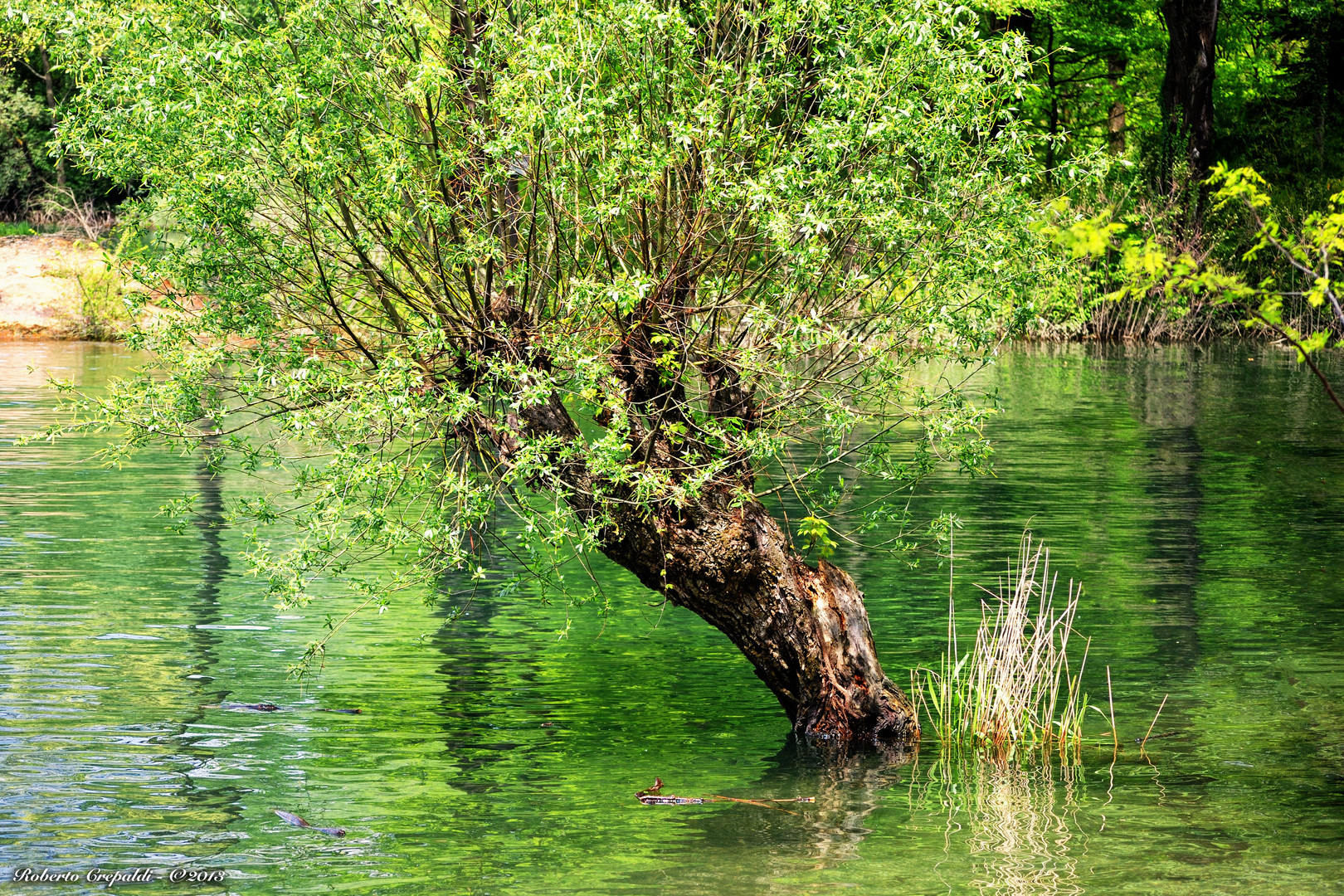 Albero sommerso