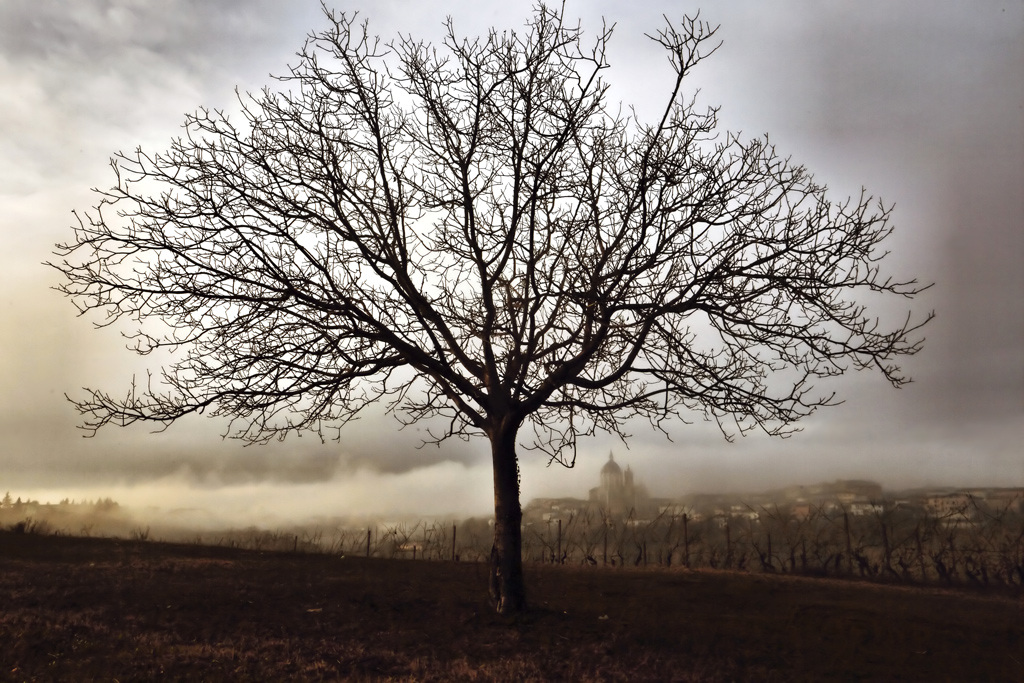 albero su Fontanile