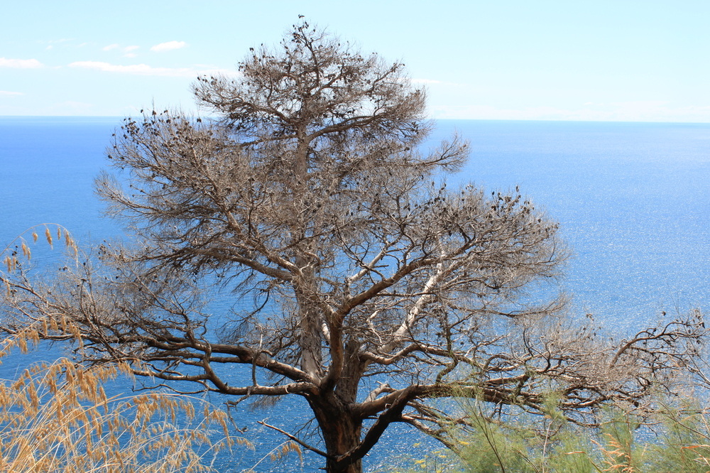 albero sul blu