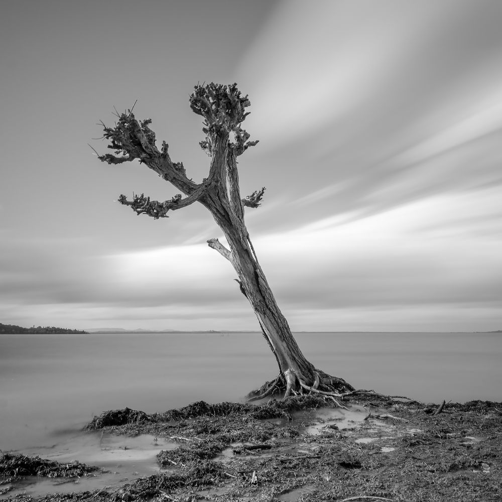 Albero sul Lago