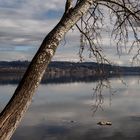 Albero sul lungolago