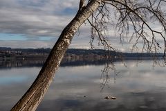 Albero sul lungolago