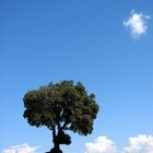 Albero toscano