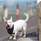 Albert bei den Totems - Fototour de Ruhr - Abenteuer Ruhrgebiet