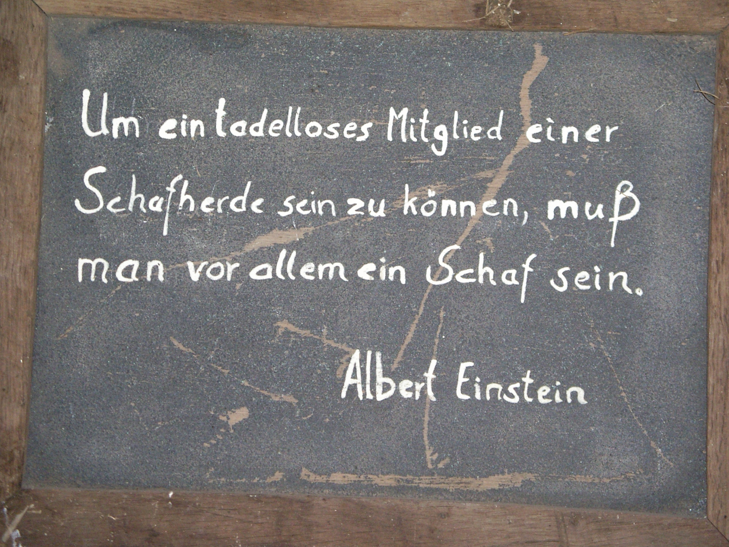 Albert Einstein im Zoo Hannover