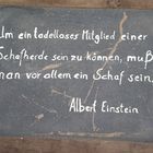 Albert Einstein im Zoo Hannover