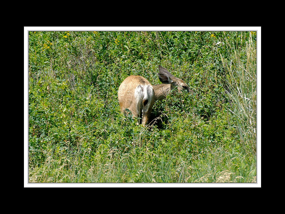 Alberta 036 - Head-Smashed-In Buffalo Jump