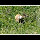 Alberta 036 - Head-Smashed-In Buffalo Jump