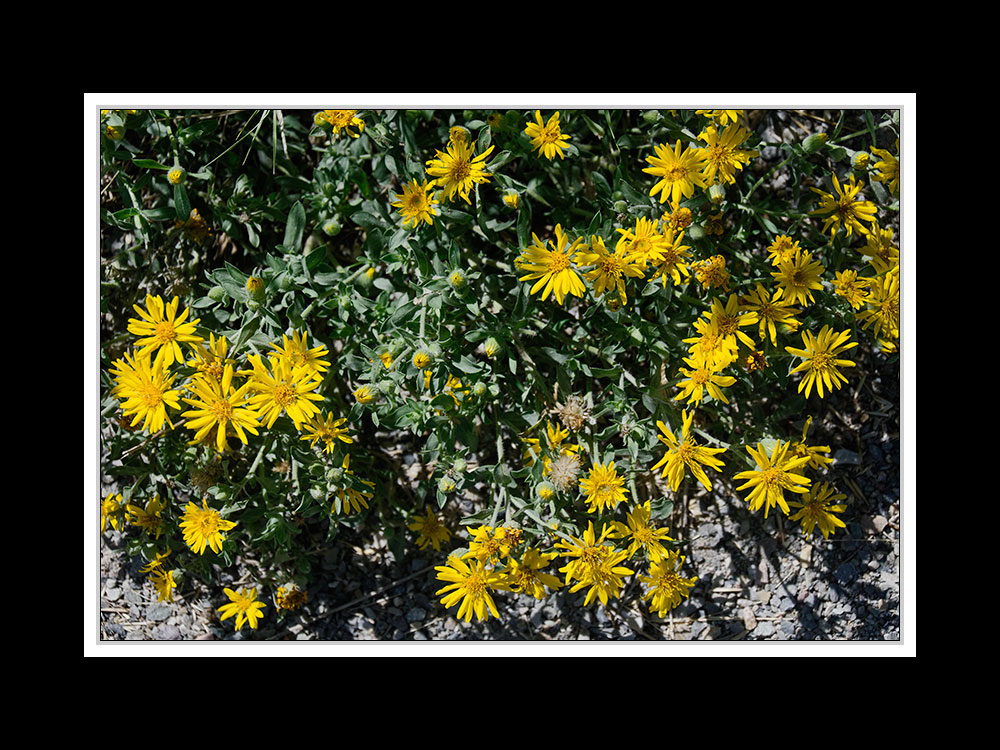 Alberta 037 - Head-Smashed-In Buffalo Jump