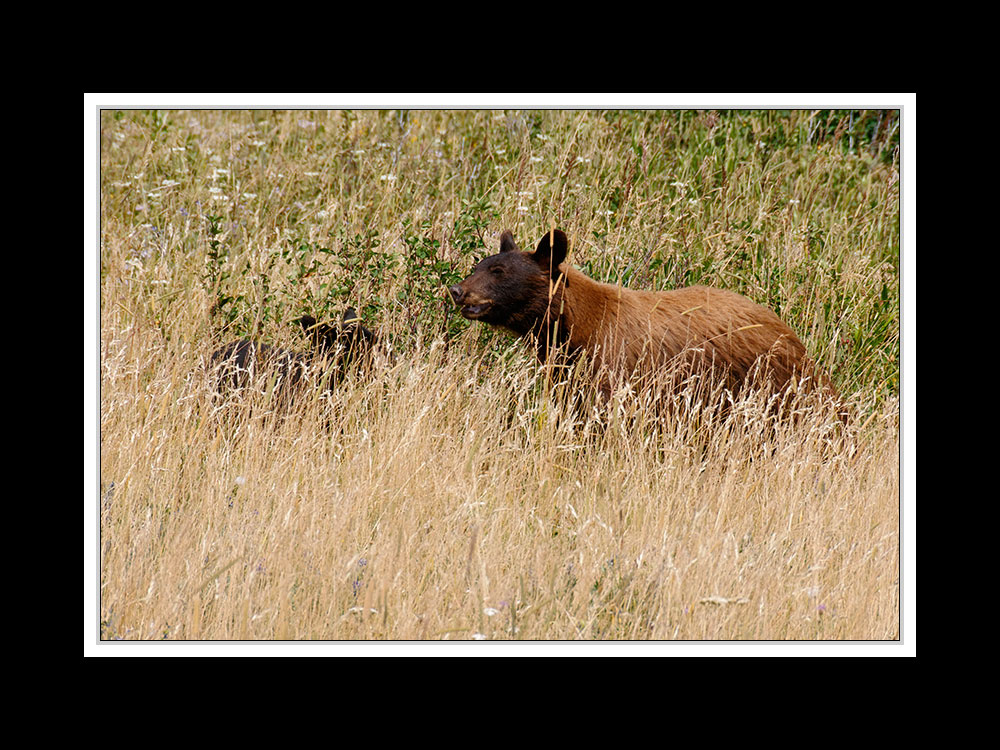 Alberta 071 Waterton