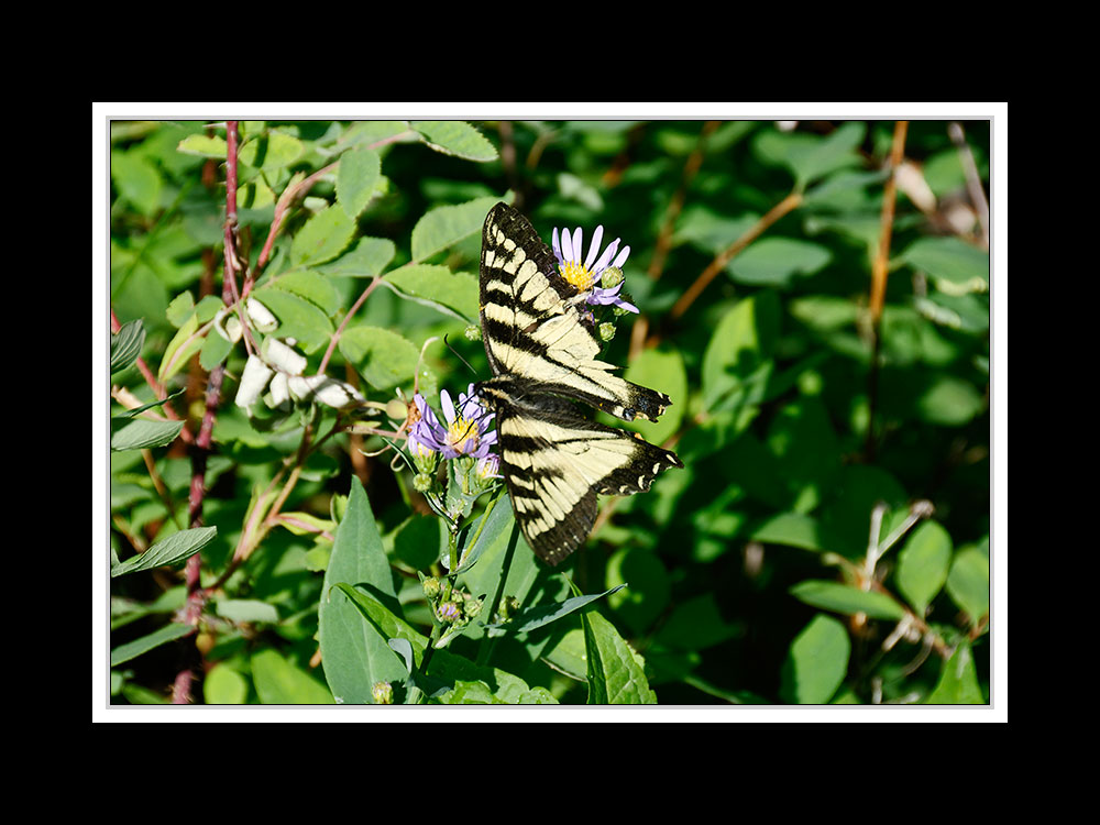 Alberta 073 Waterton