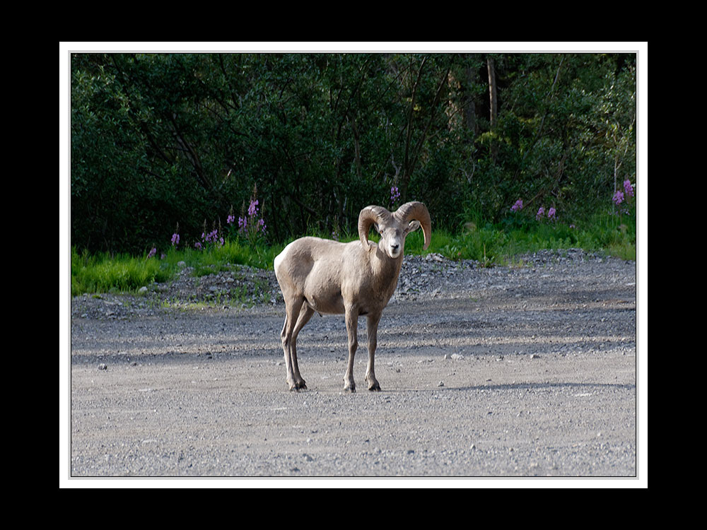 Alberta 171 Canmore