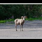 Alberta 171 Canmore