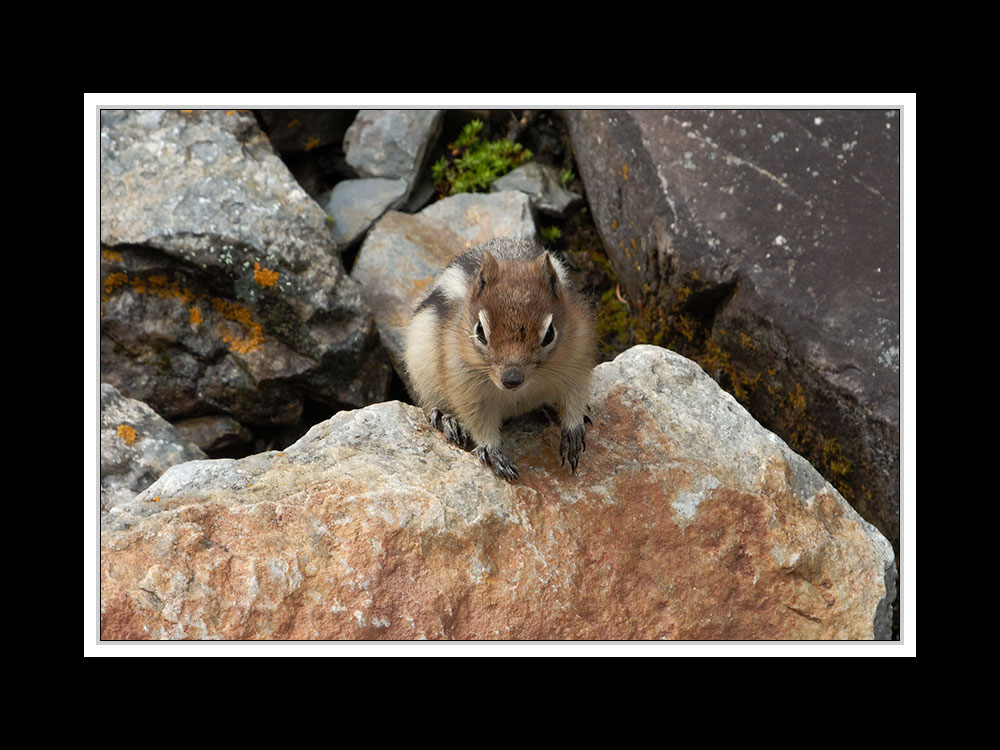 Alberta 229 Canmore