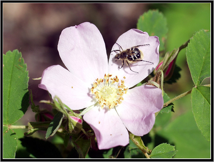 Alberta Rose mit ?