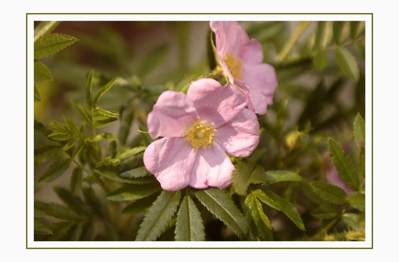 Alberta Wildrose