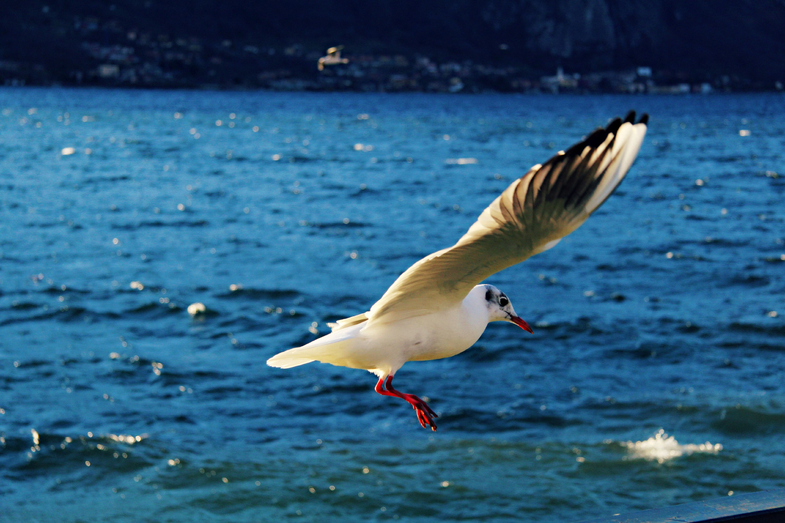 Albetta in volo sul lago di Como