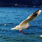 Albetta in volo sul lago di Como