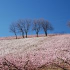 albicocchi in fiore