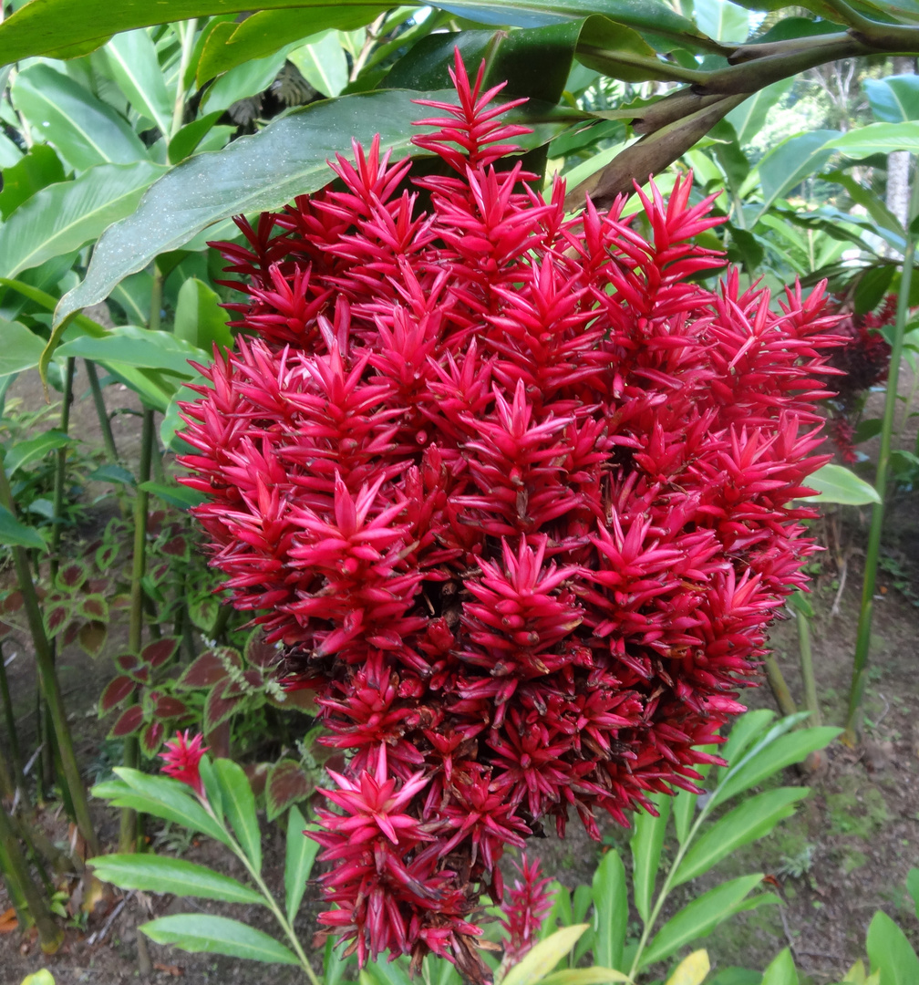 Albine-Martinique