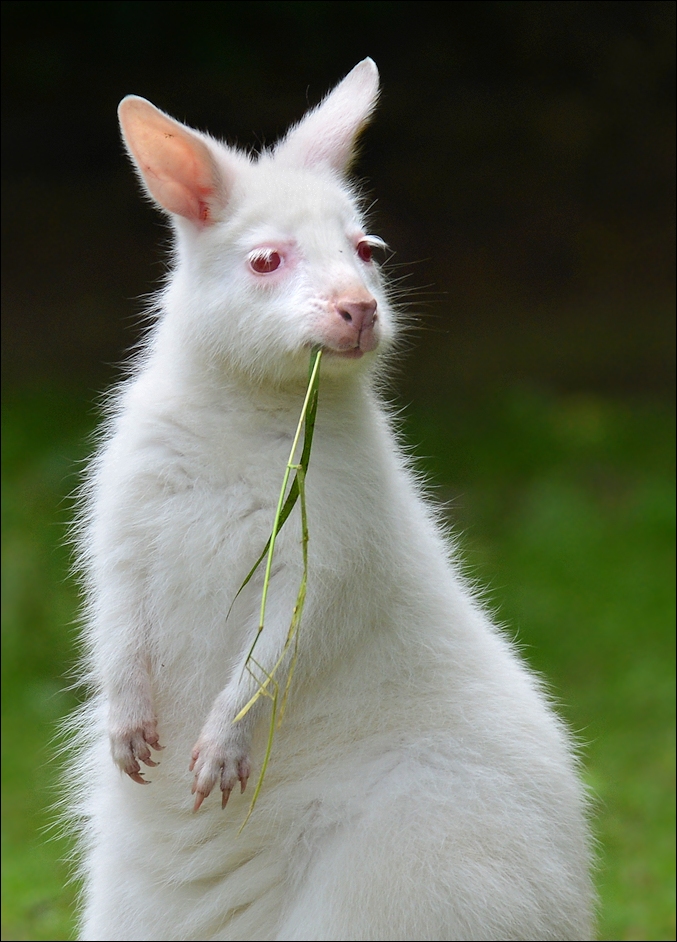 Albino