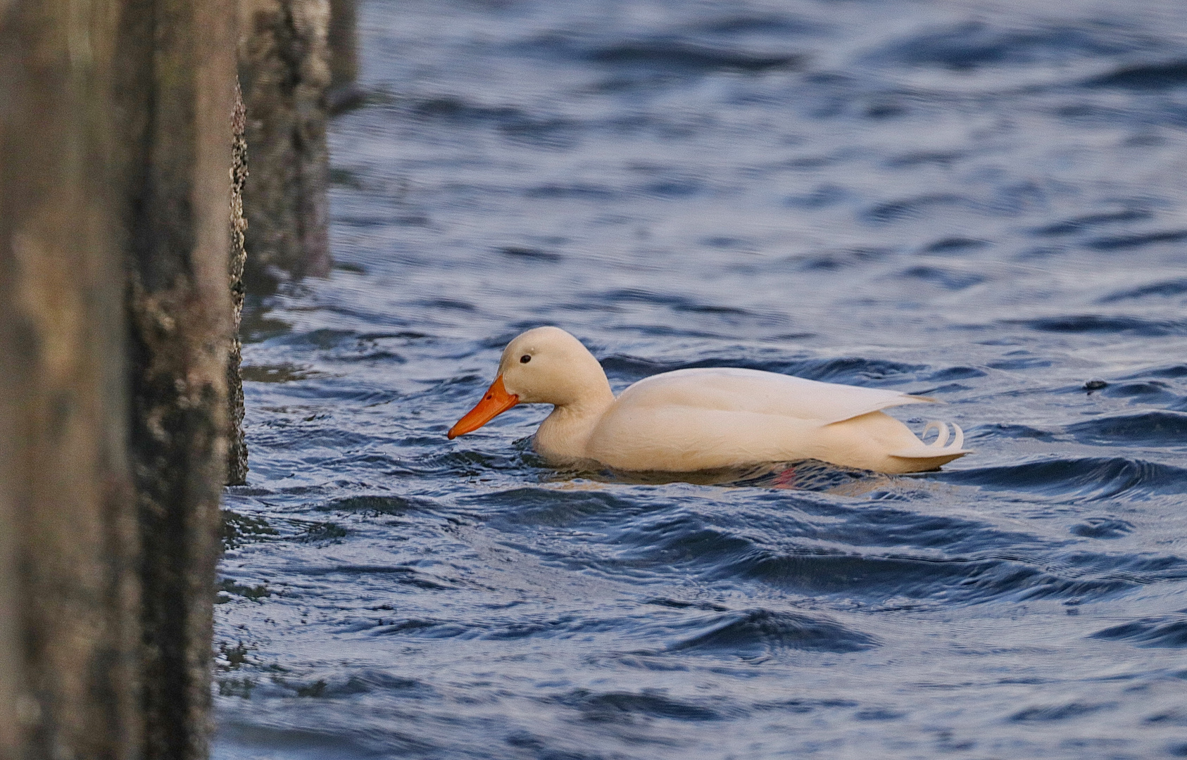 Albino 1