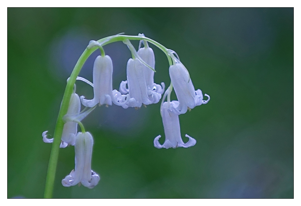 Albino