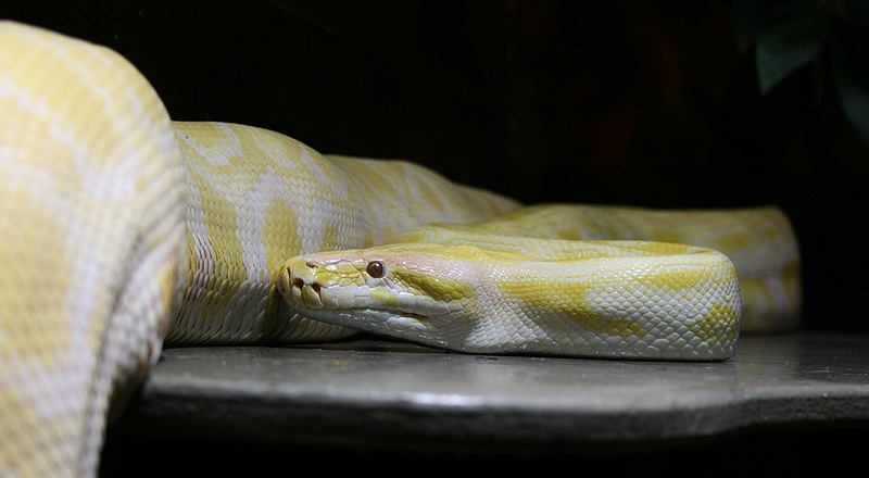 Albino