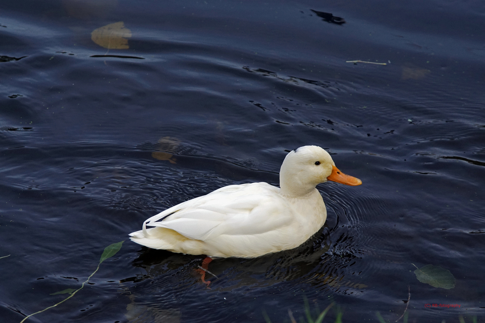 Albino