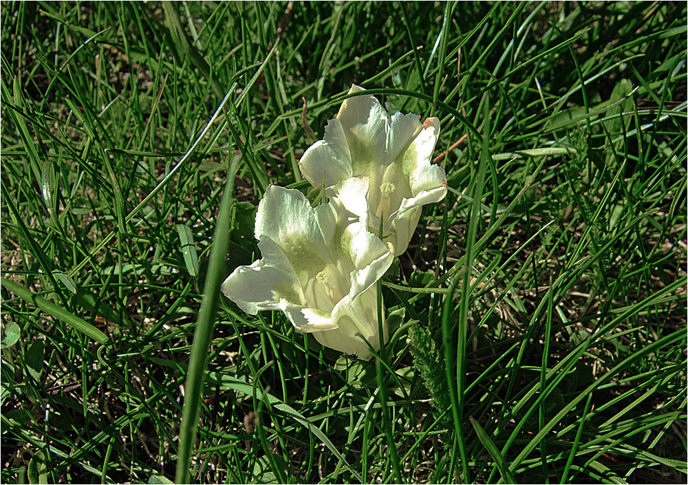 Albino