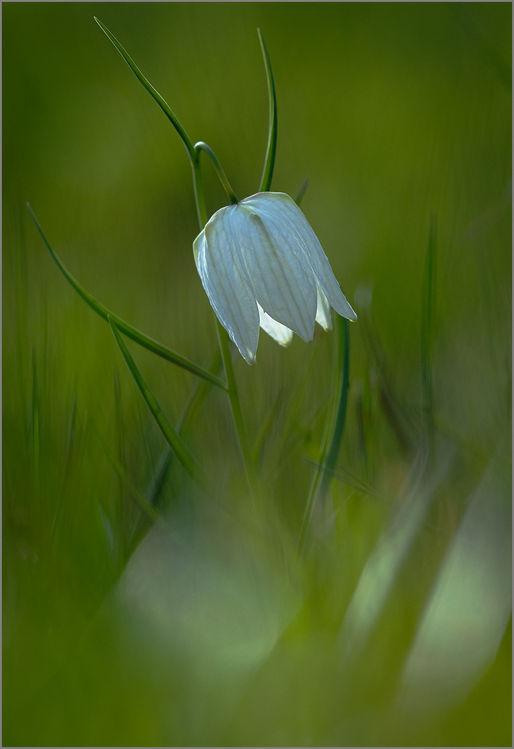  "Albino"