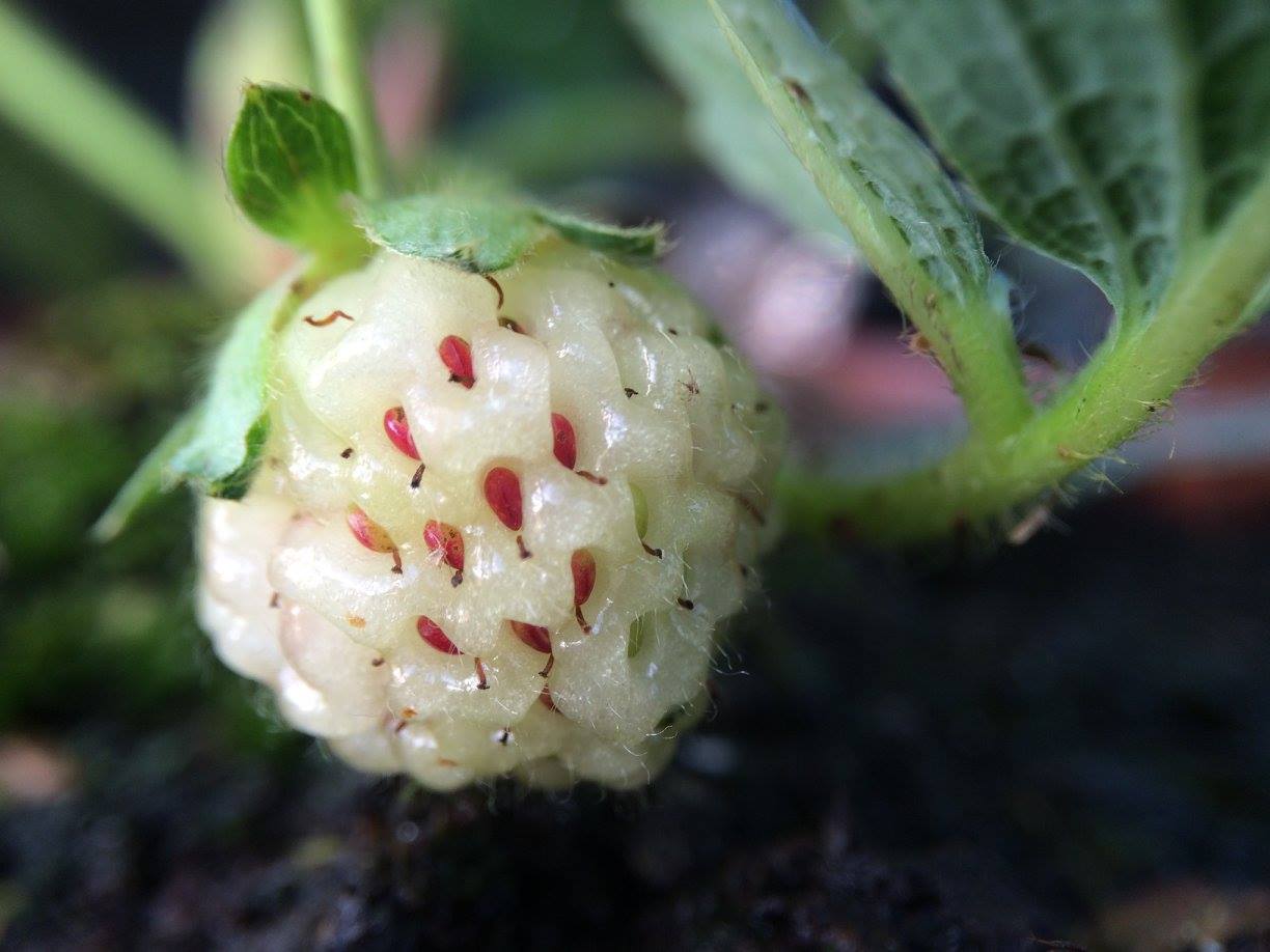 Albino