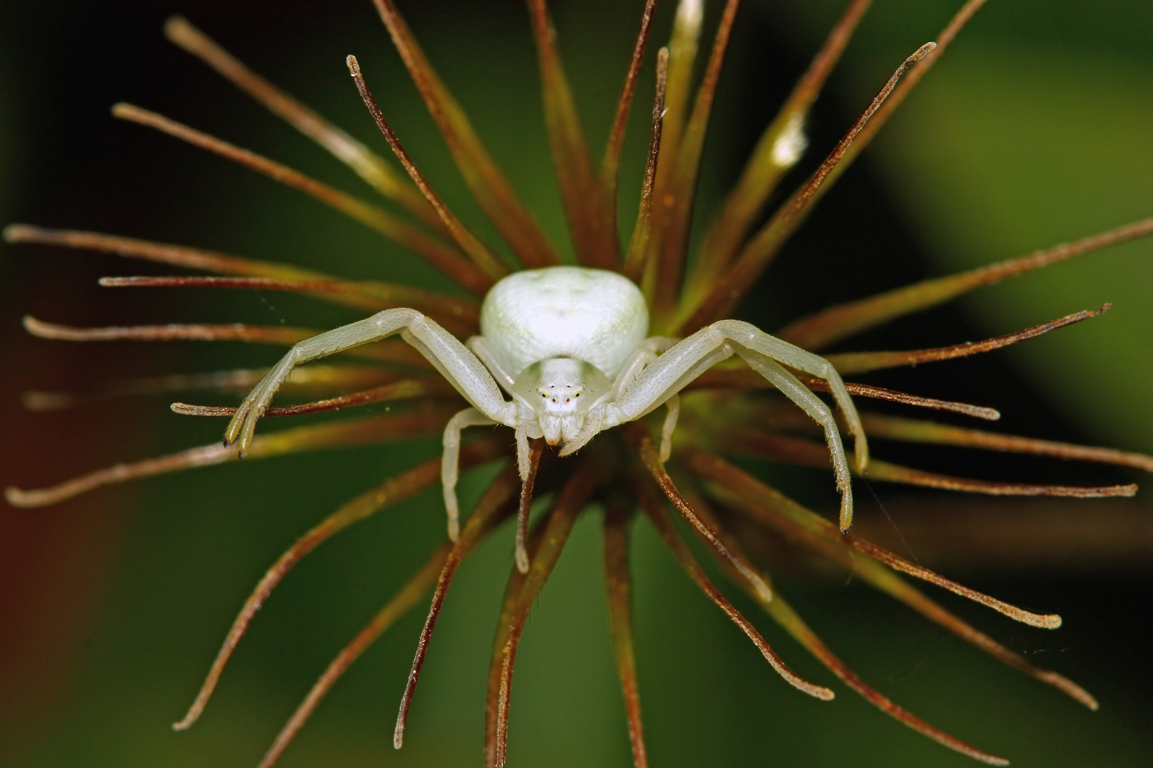 Albino