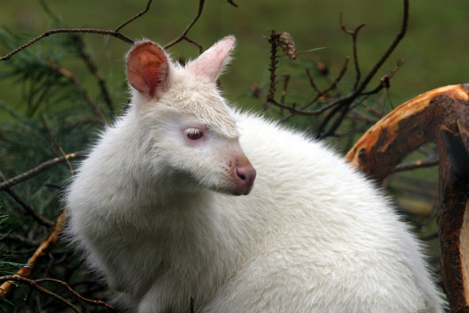 Albino