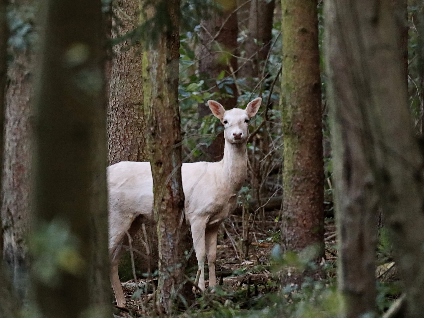 Albino