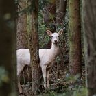 Albino