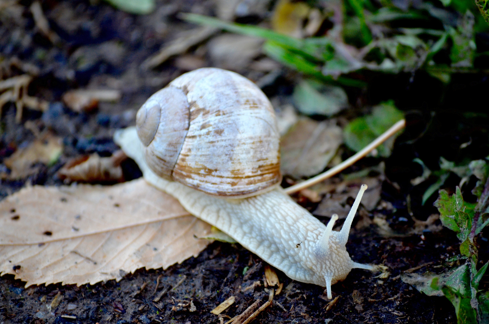 Albino