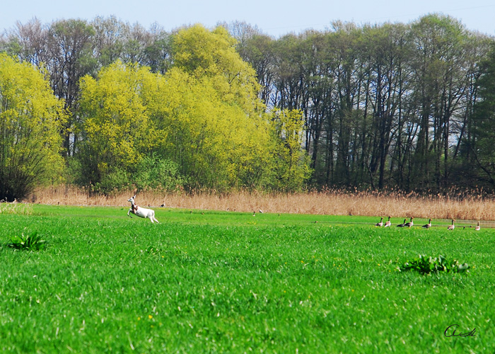 Albino