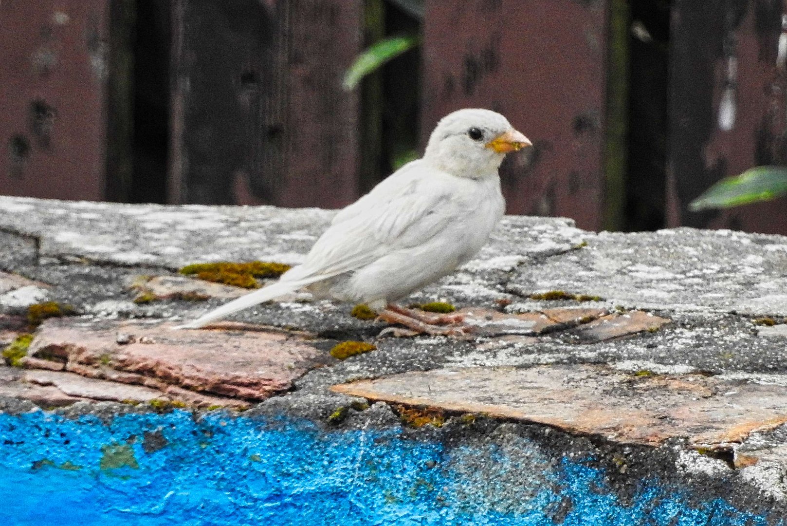 Albino