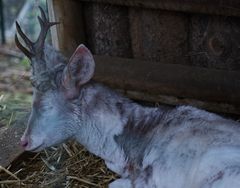 Albino