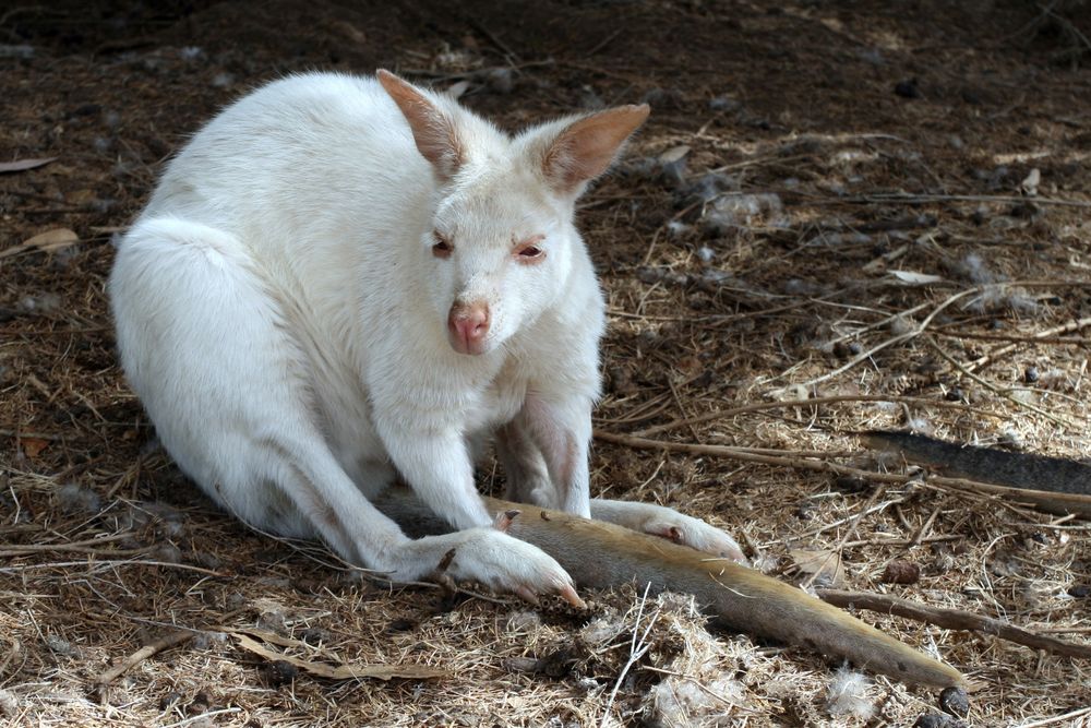 Albino