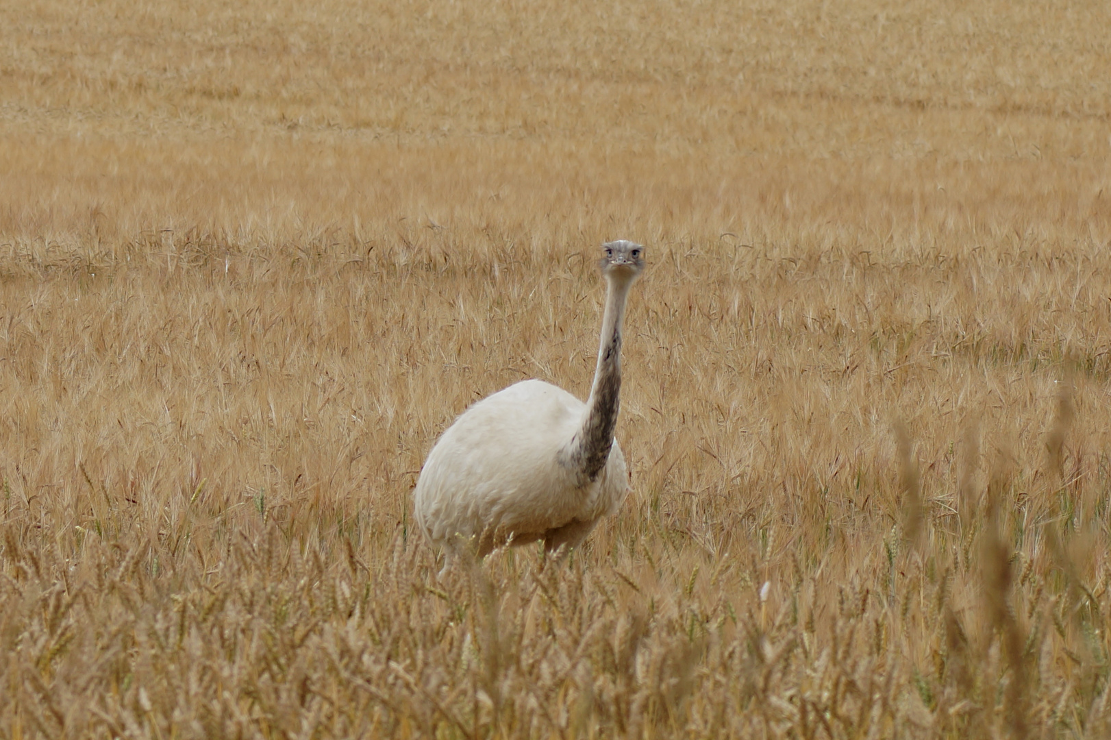 Albino