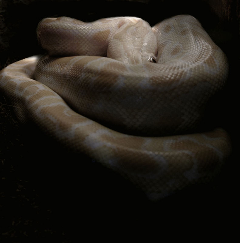 Albino