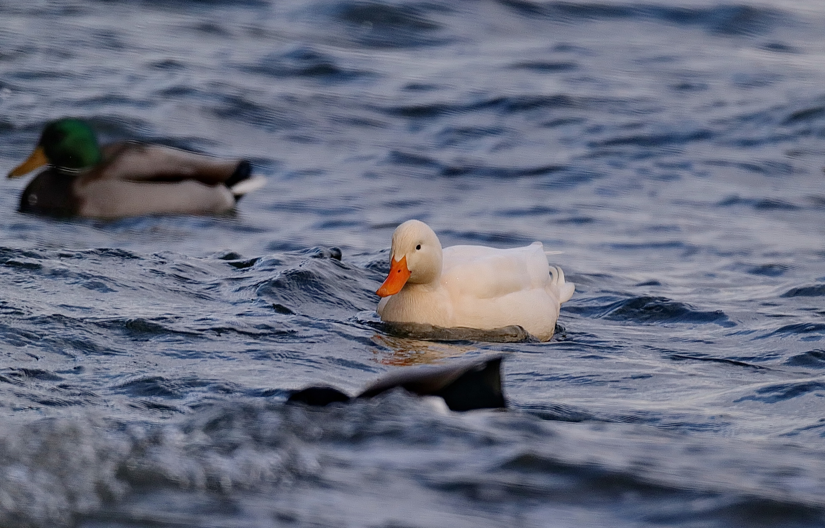 Albino