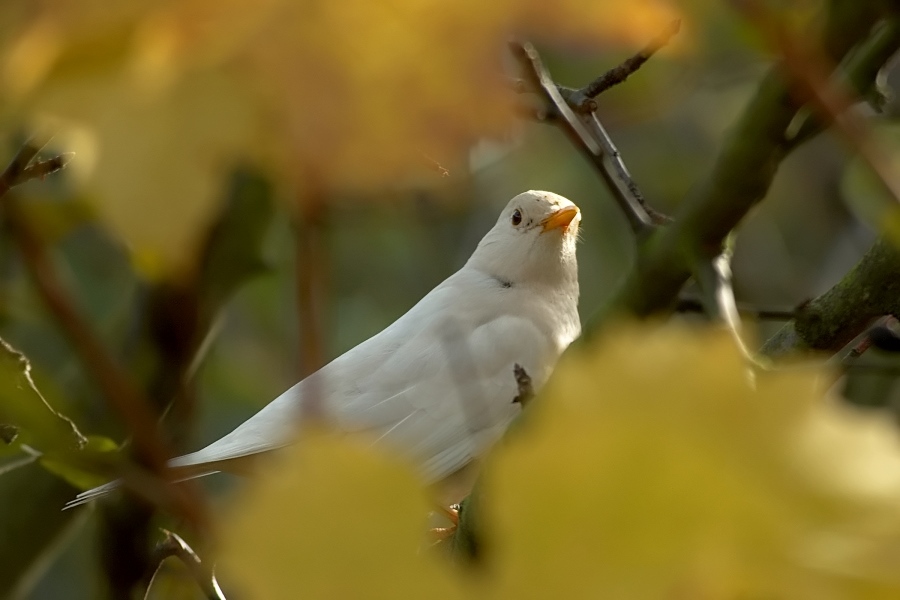 Albino