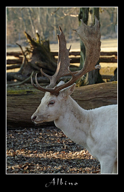 Albino